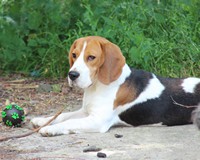 Les Beagle de l'affixe Des Jardins De Vesco
