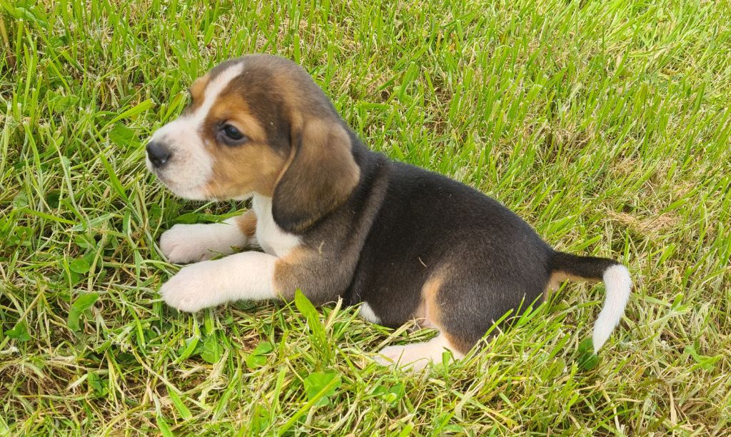 Des Jardins De Vesco - Chiot disponible  - Beagle