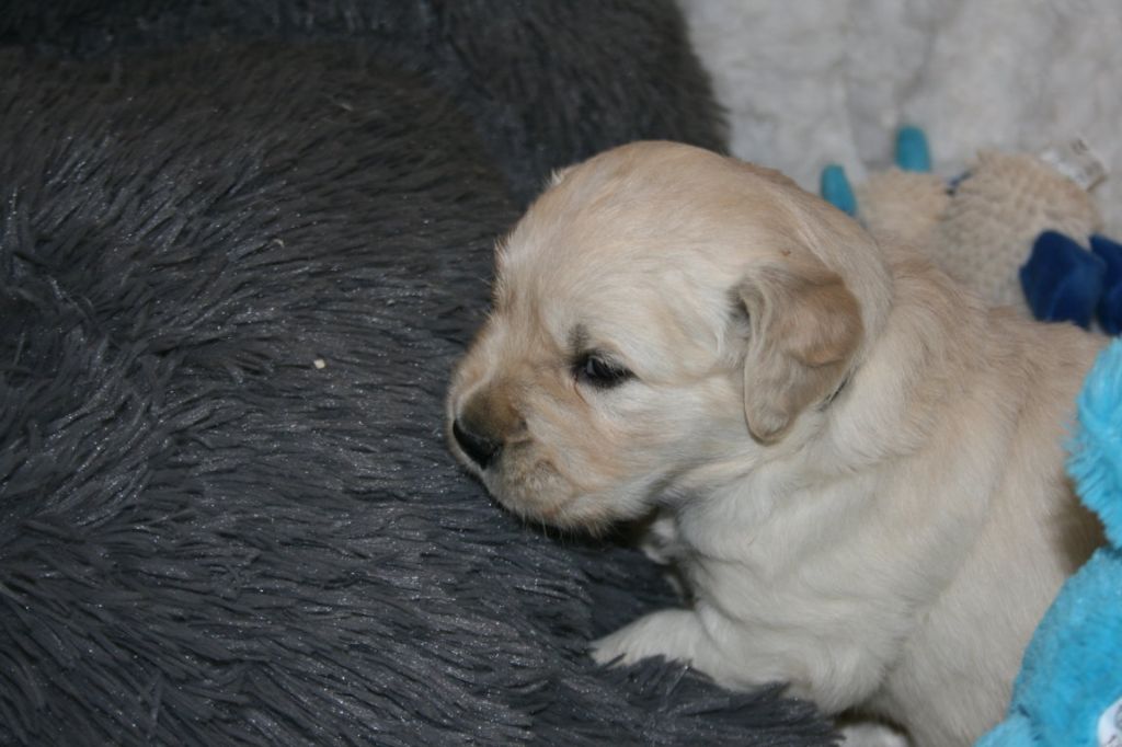 Des Jardins De Vesco - Chiot disponible  - Golden Retriever