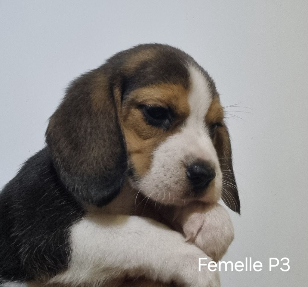 Des Jardins De Vesco - Chiot disponible  - Beagle