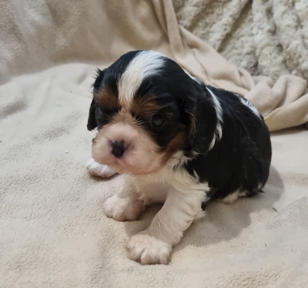 chiot Cavalier King Charles Spaniel Des Jardins De Vesco