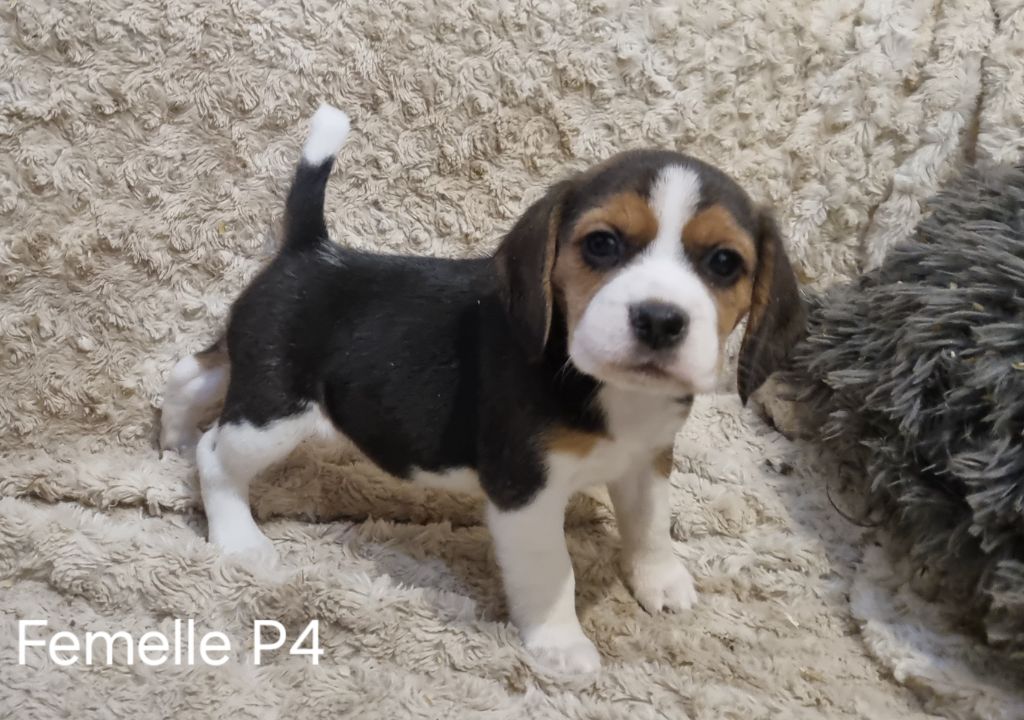 Des Jardins De Vesco - Chiot disponible  - Beagle