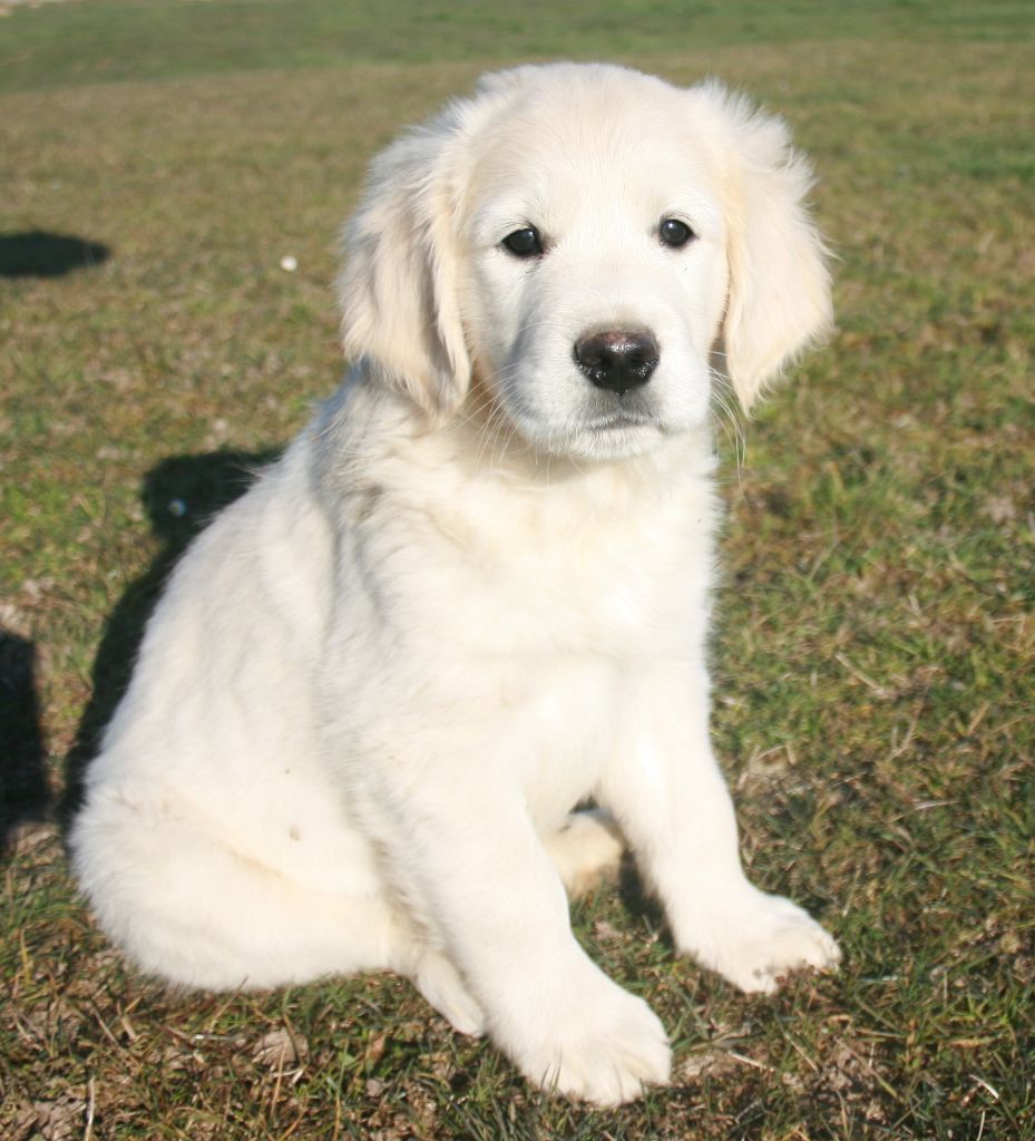 chiot Golden Retriever Des Jardins De Vesco