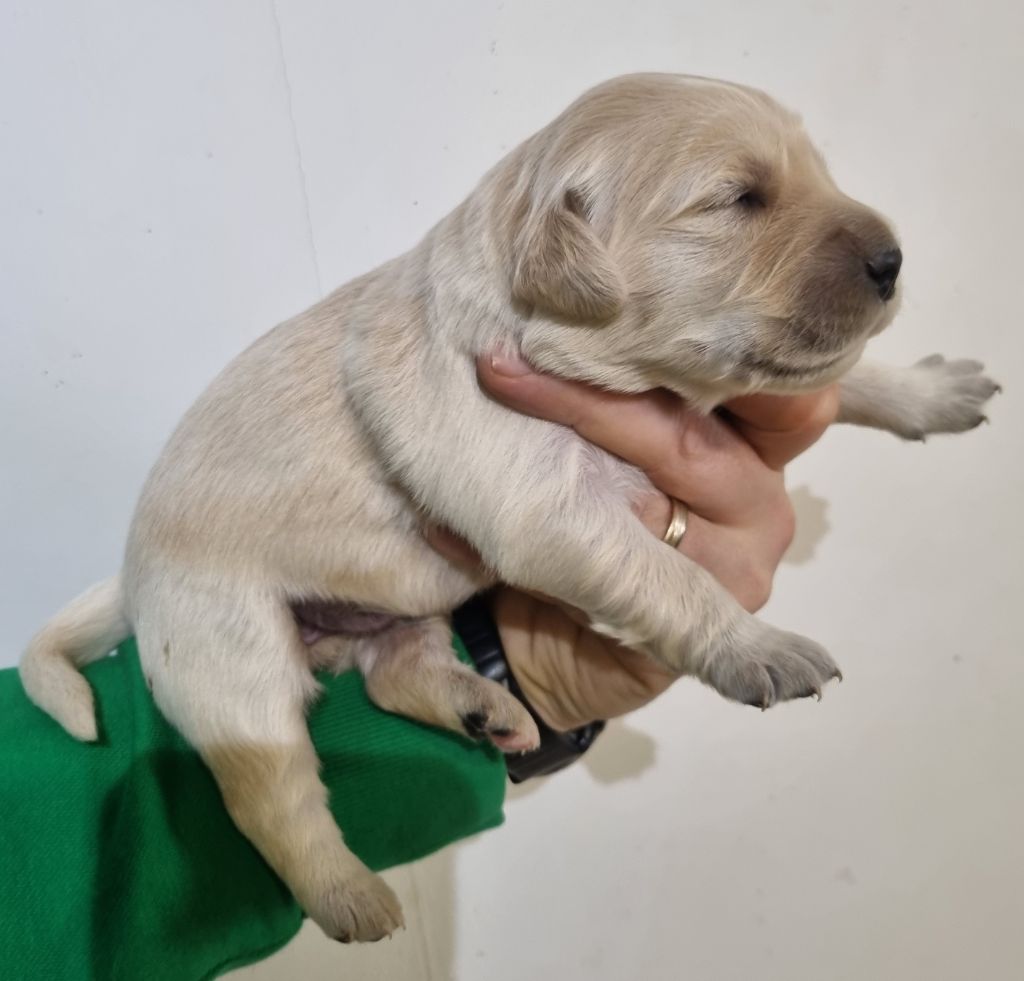 Des Jardins De Vesco - Chiot disponible  - Golden Retriever