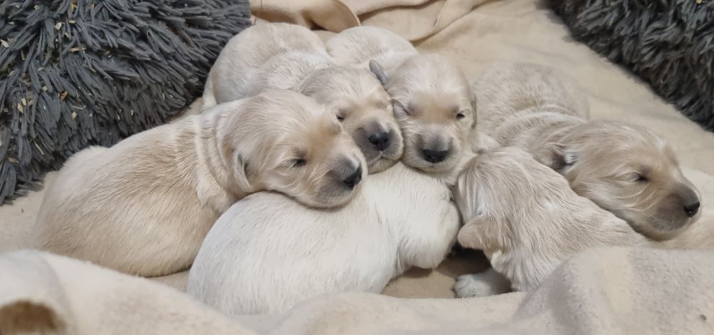 chiot Golden Retriever Des Jardins De Vesco