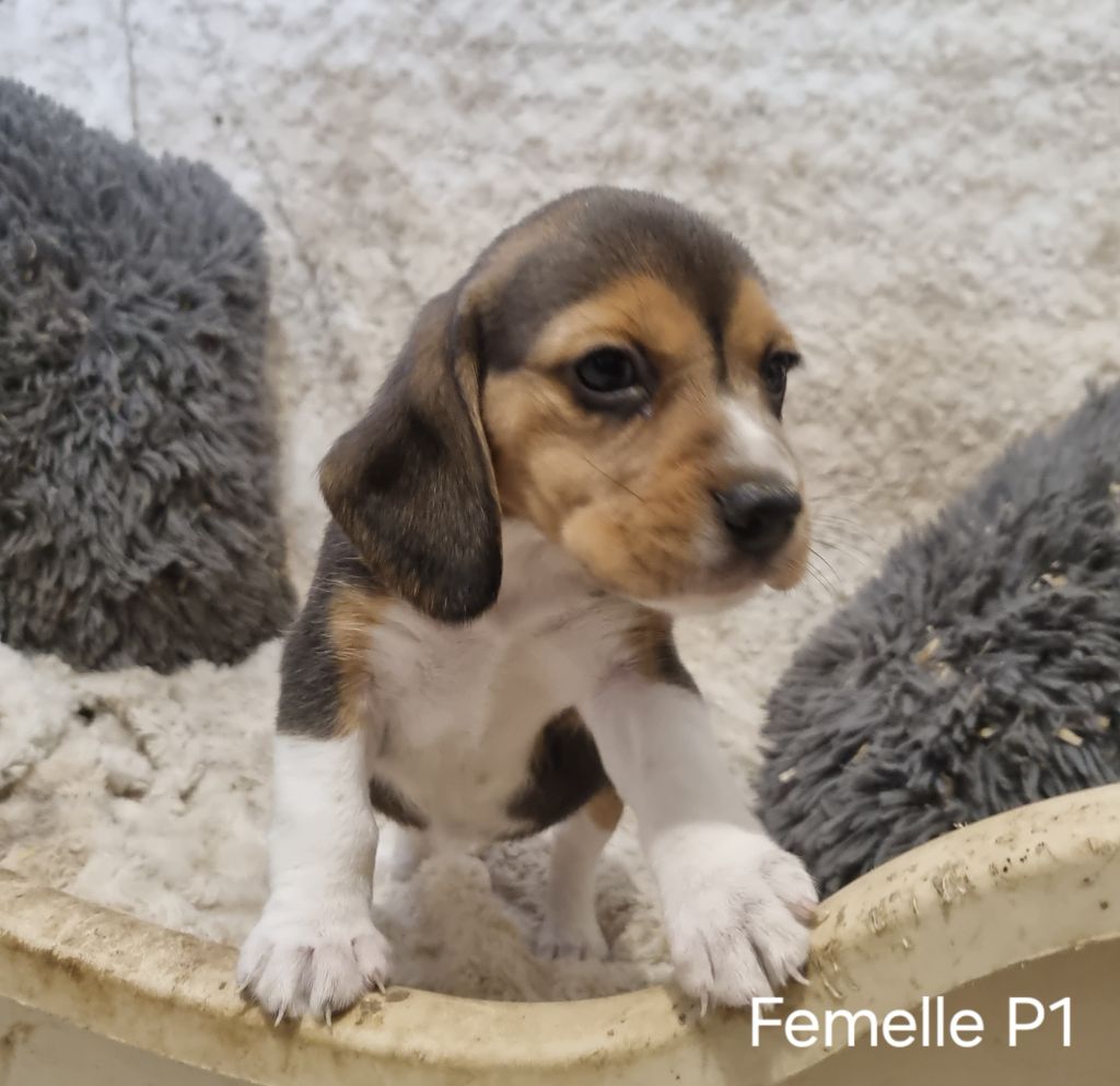 Des Jardins De Vesco - Chiot disponible  - Beagle