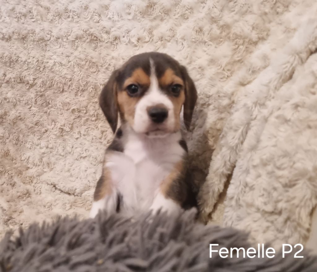 Des Jardins De Vesco - Chiot disponible  - Beagle