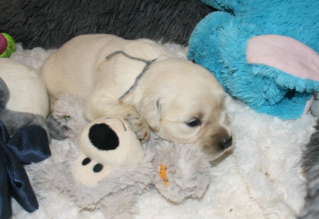 chiot Golden Retriever Des Jardins De Vesco