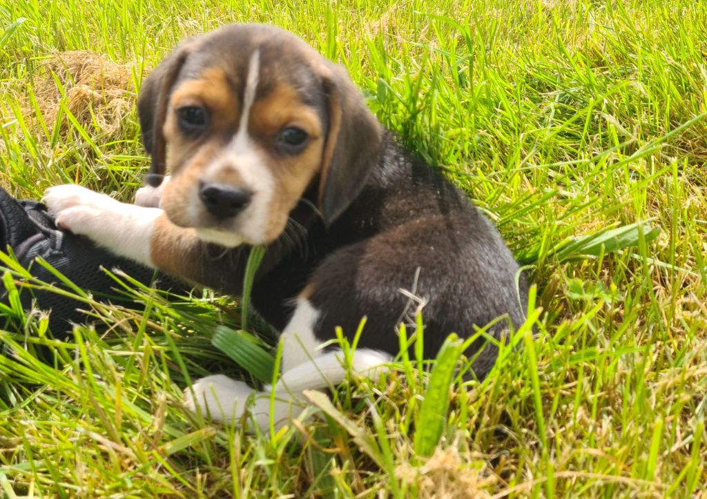 Des Jardins De Vesco - Chiot disponible  - Beagle