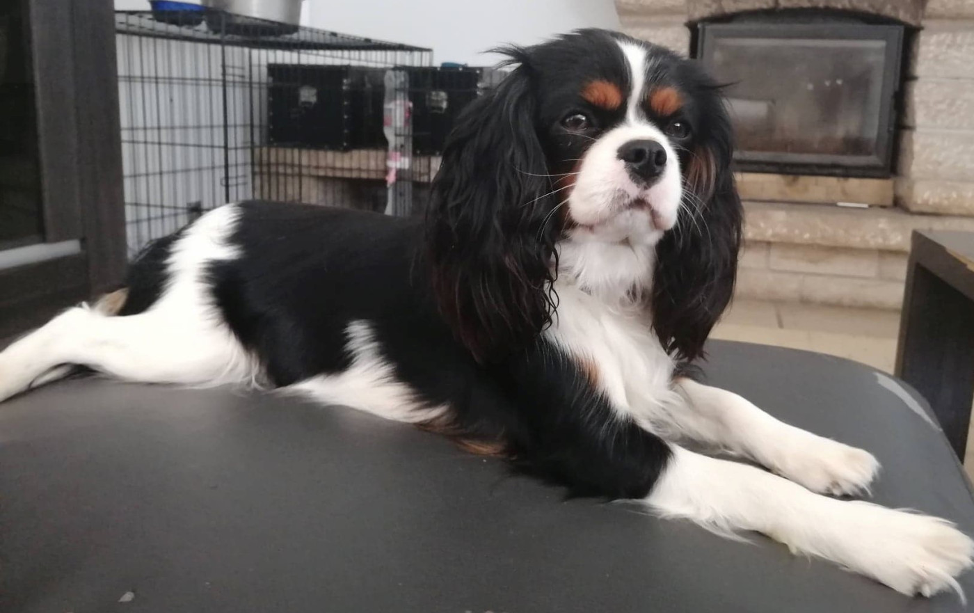 Tesla Des Jardins De Vesco