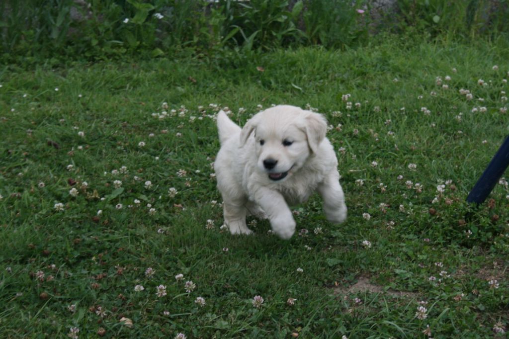 Des Jardins De Vesco - Chiots disponibles - Golden Retriever