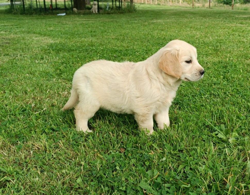 Des Jardins De Vesco - Chiots disponibles - Golden Retriever