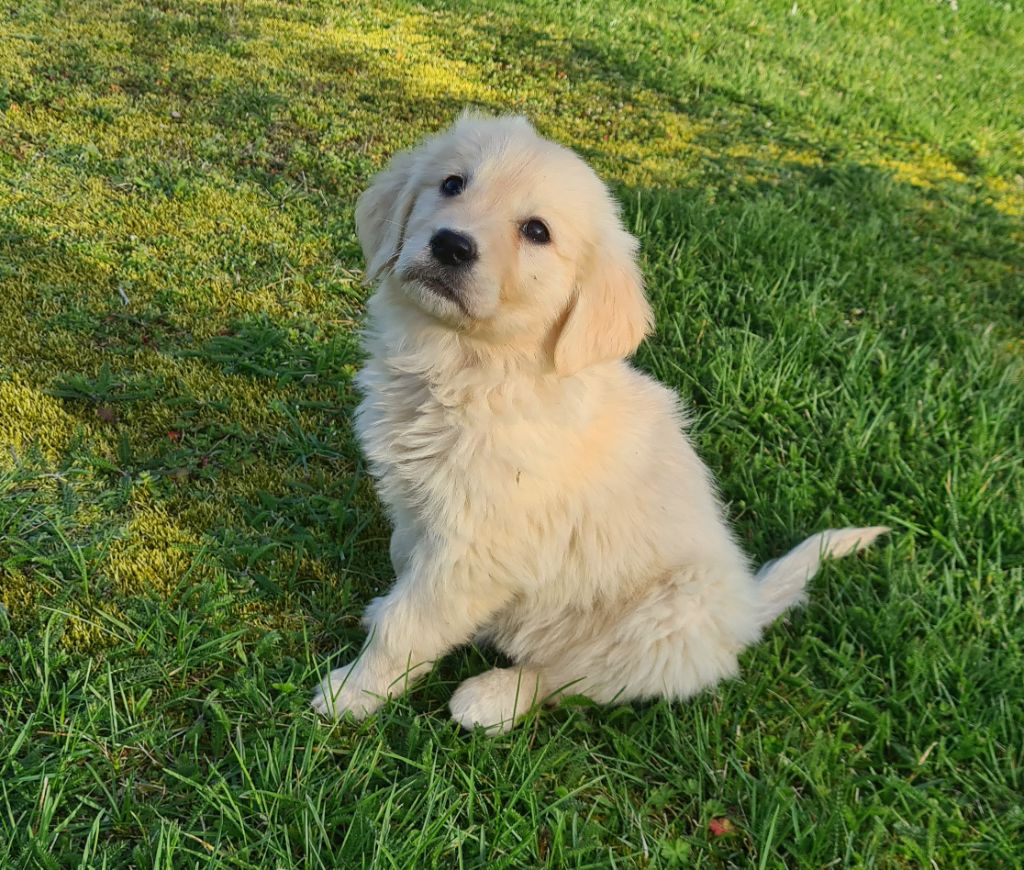 Chiot Golden Retriever Des Jardins De Vesco