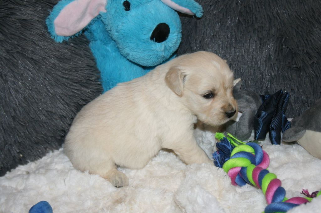 Des Jardins De Vesco - Golden Retriever - Portée née le 29/11/2025