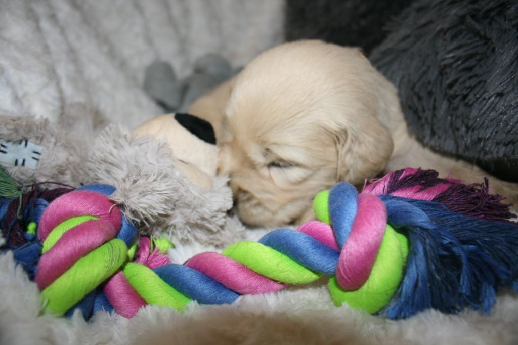 Des Jardins De Vesco - Golden Retriever - Portée née le 05/12/2025