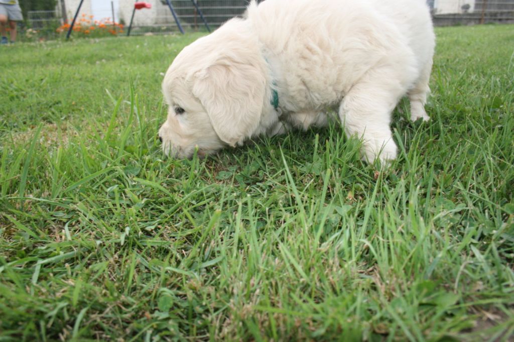 Des Jardins De Vesco - Chiots disponibles - Golden Retriever