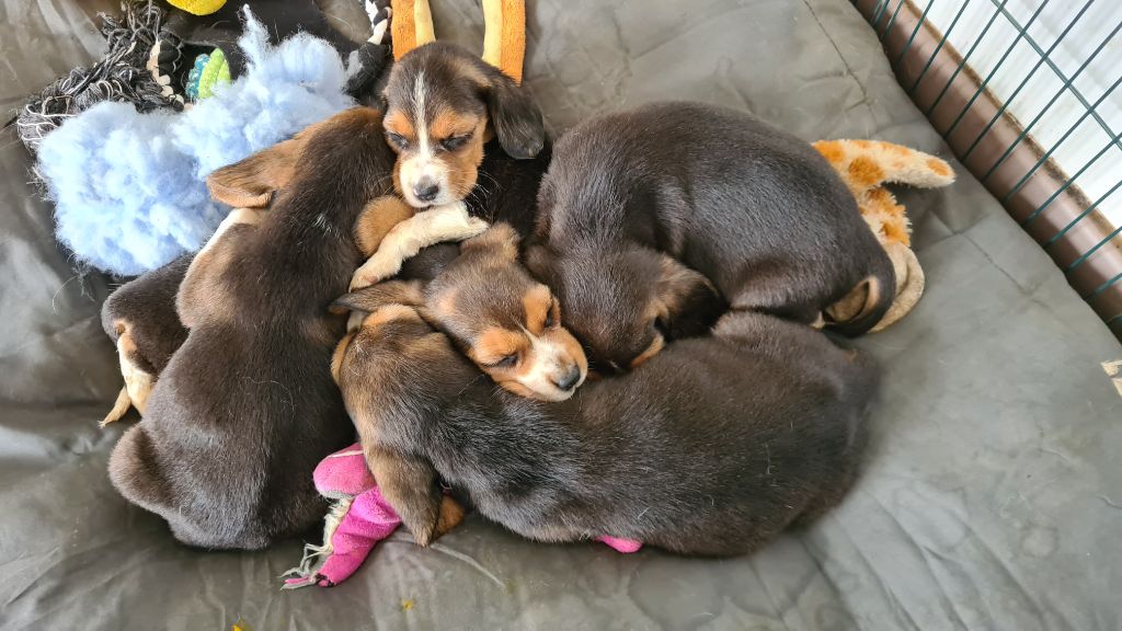 Chiot Beagle Des Jardins De Vesco