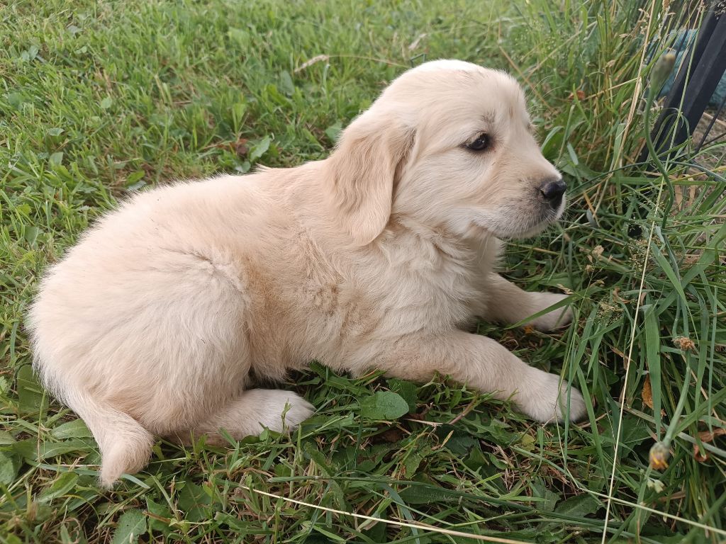 Des Jardins De Vesco - Chiots disponibles - Golden Retriever