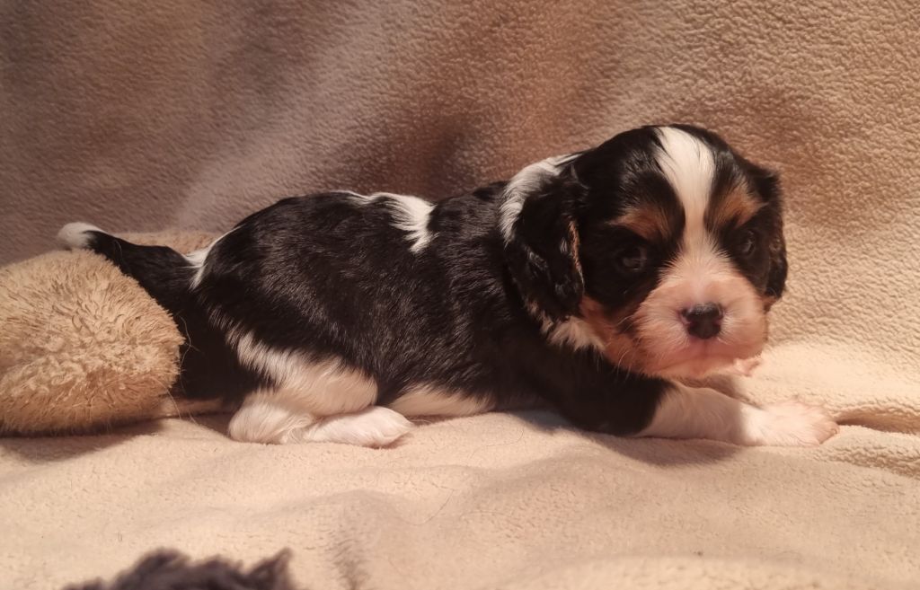 Des Jardins De Vesco - Chiots disponibles - Cavalier King Charles Spaniel