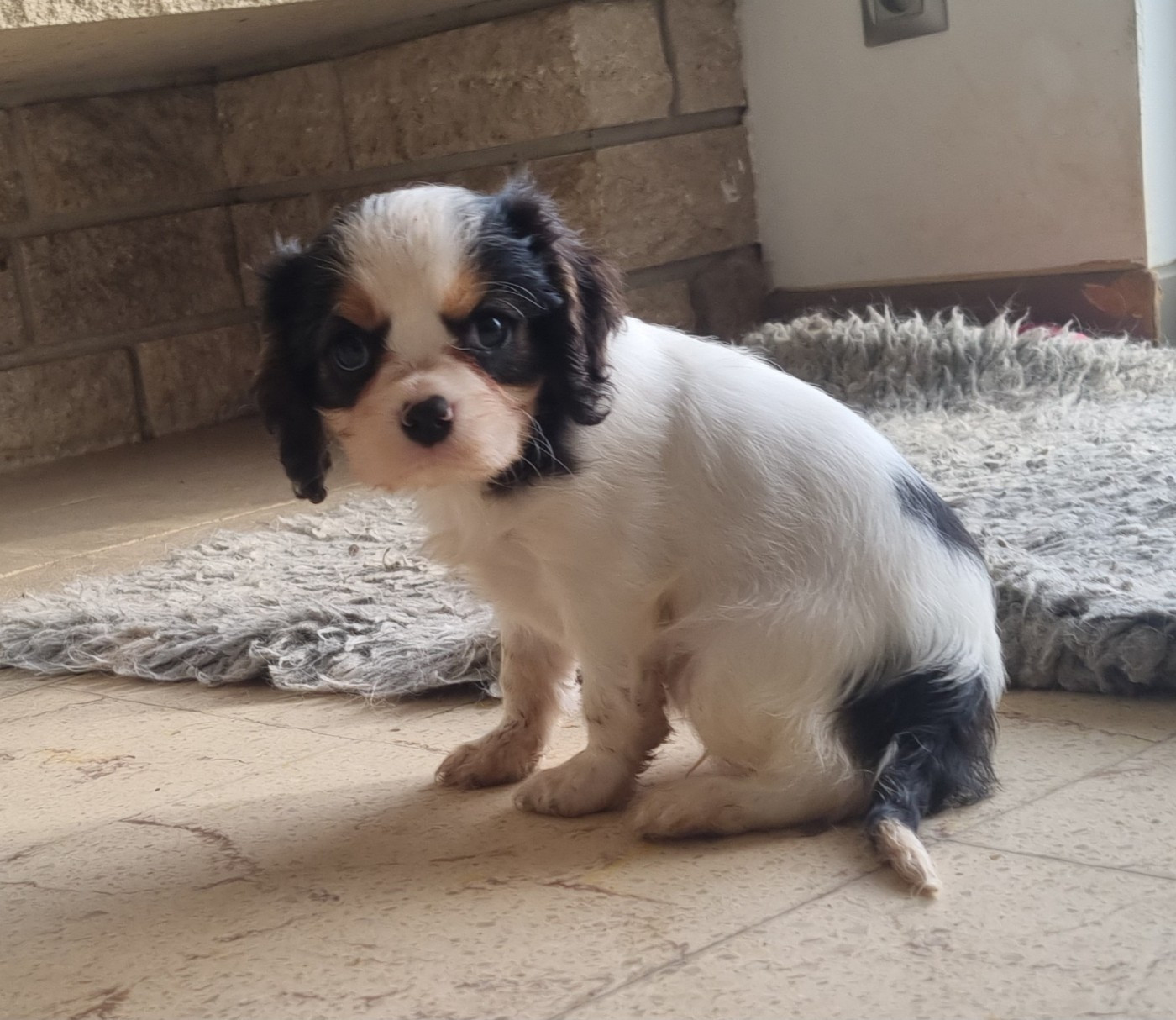 Chiot Cavalier King Charles Spaniel Des Jardins De Vesco