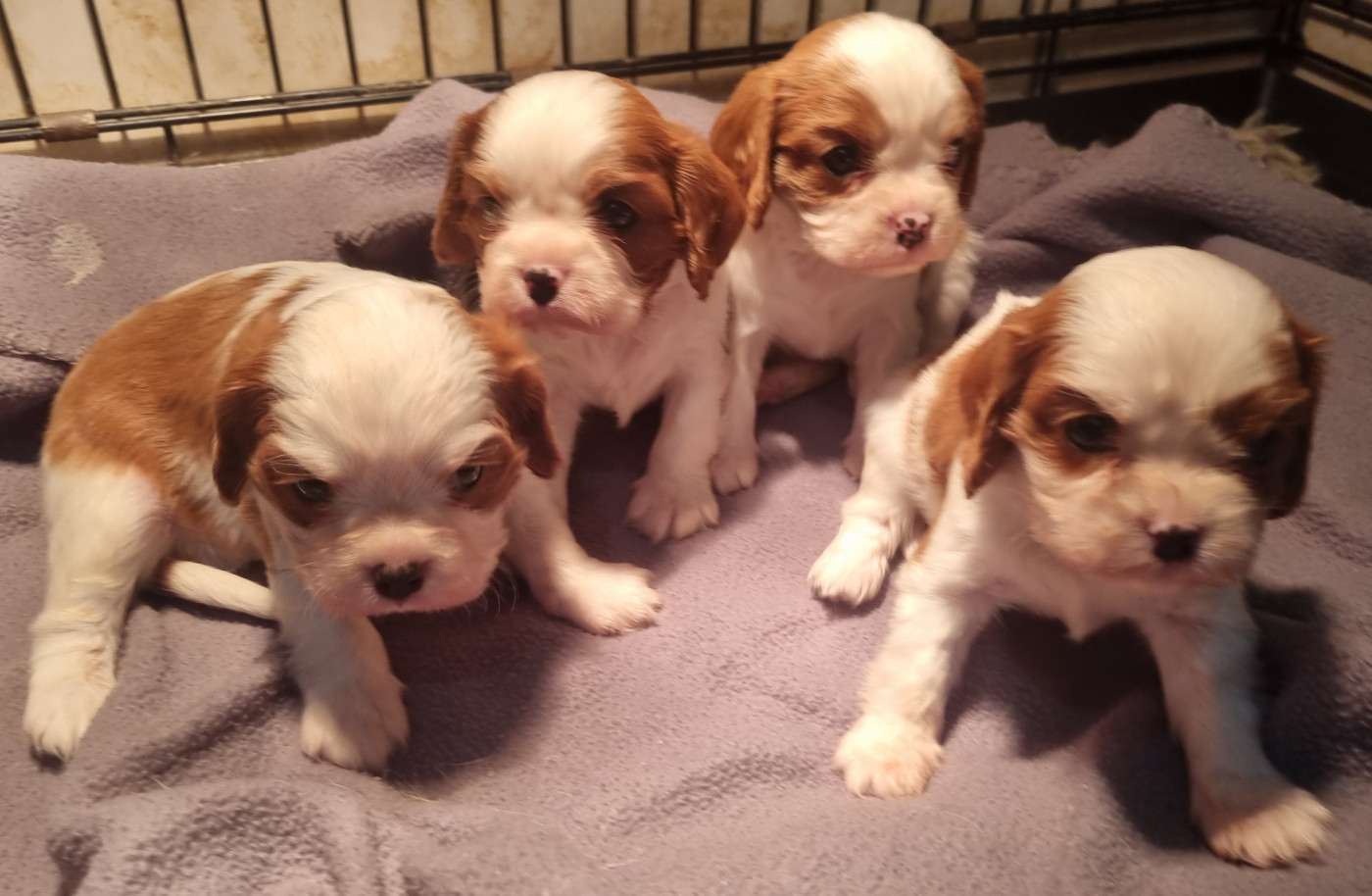 Des Jardins De Vesco - Cavalier King Charles Spaniel - Portée née le 12/01/2026