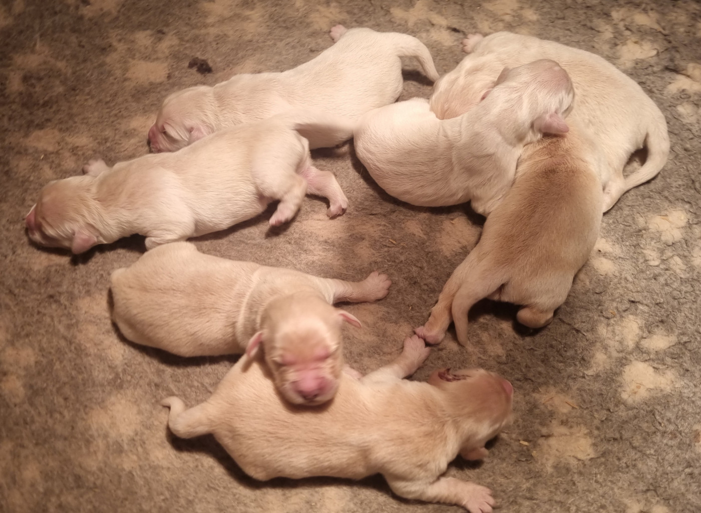 Des Jardins De Vesco - Chiots disponibles - Golden Retriever