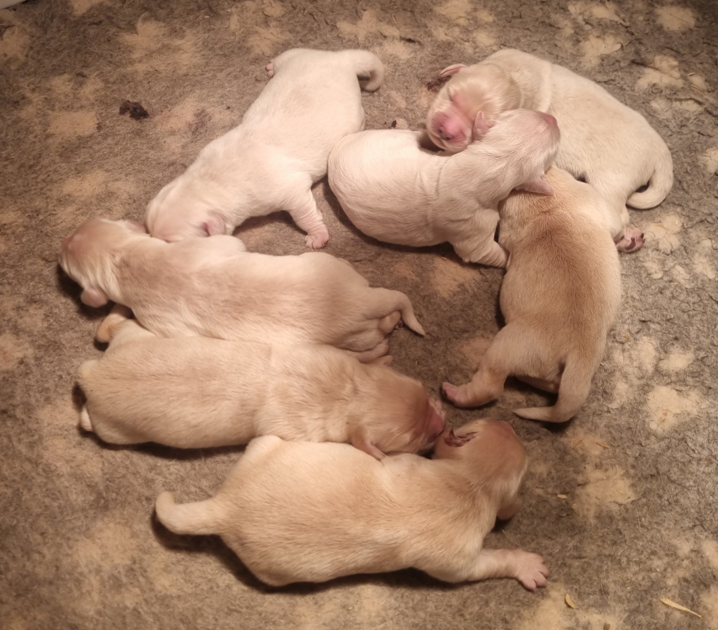 Des Jardins De Vesco - Chiots disponibles - Golden Retriever