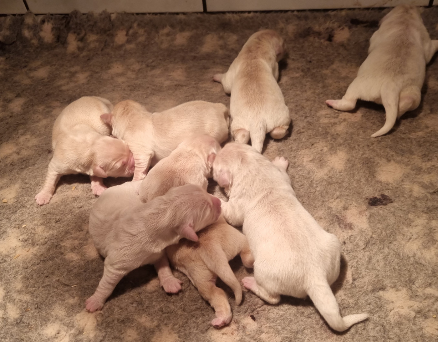 Des Jardins De Vesco - Chiots disponibles - Golden Retriever