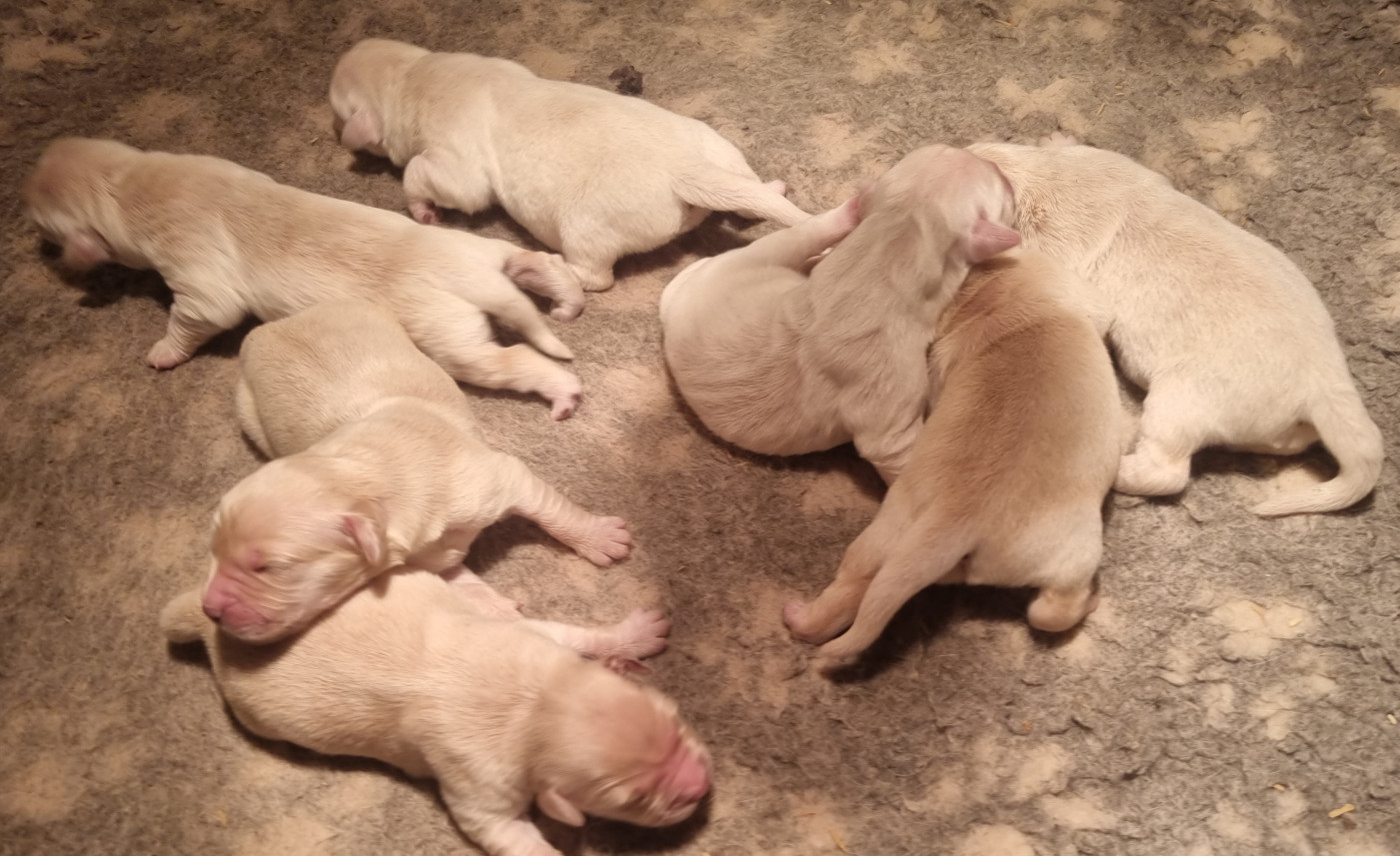 Des Jardins De Vesco - Chiots disponibles - Golden Retriever