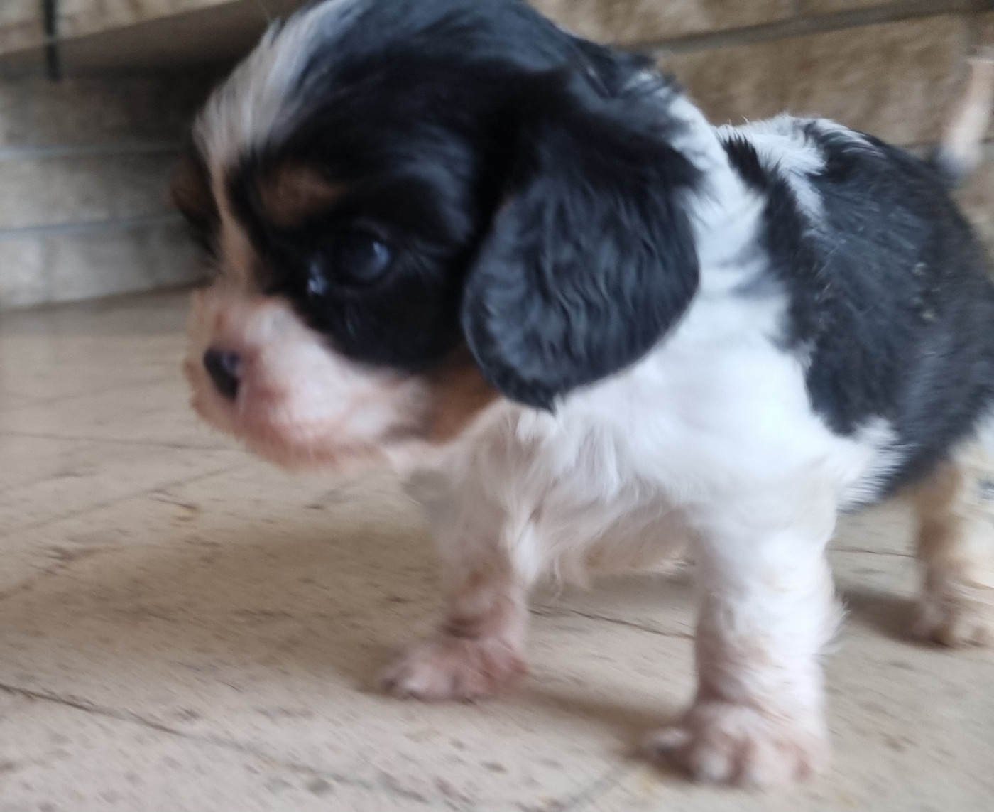 Des Jardins De Vesco - Chiots disponibles - Cavalier King Charles Spaniel