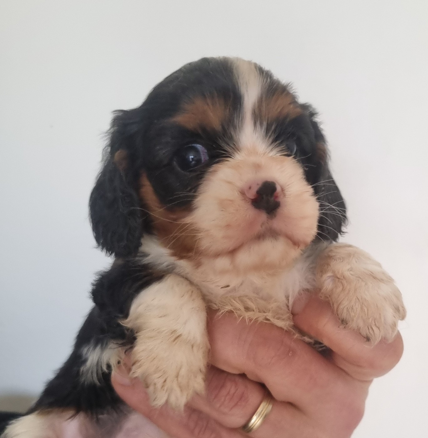 Des Jardins De Vesco - Chiots disponibles - Cavalier King Charles Spaniel