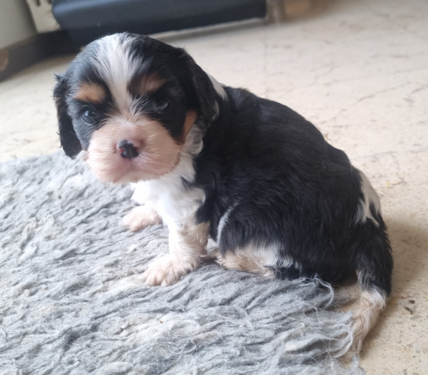 Des Jardins De Vesco - Chiots disponibles - Cavalier King Charles Spaniel