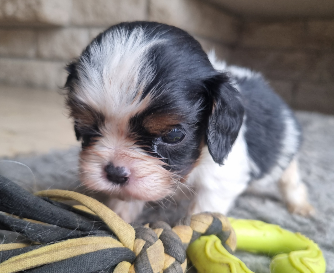 Des Jardins De Vesco - Chiots disponibles - Cavalier King Charles Spaniel