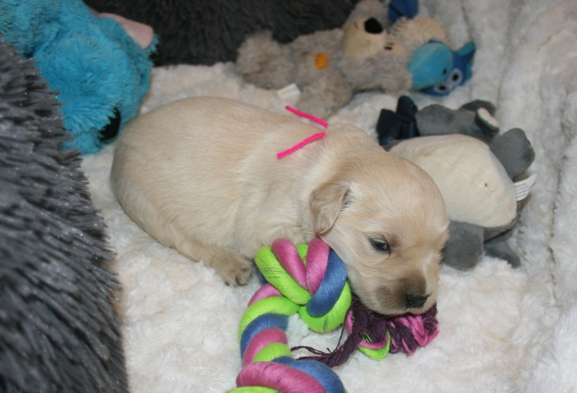 Des Jardins De Vesco - Chiots disponibles - Golden Retriever