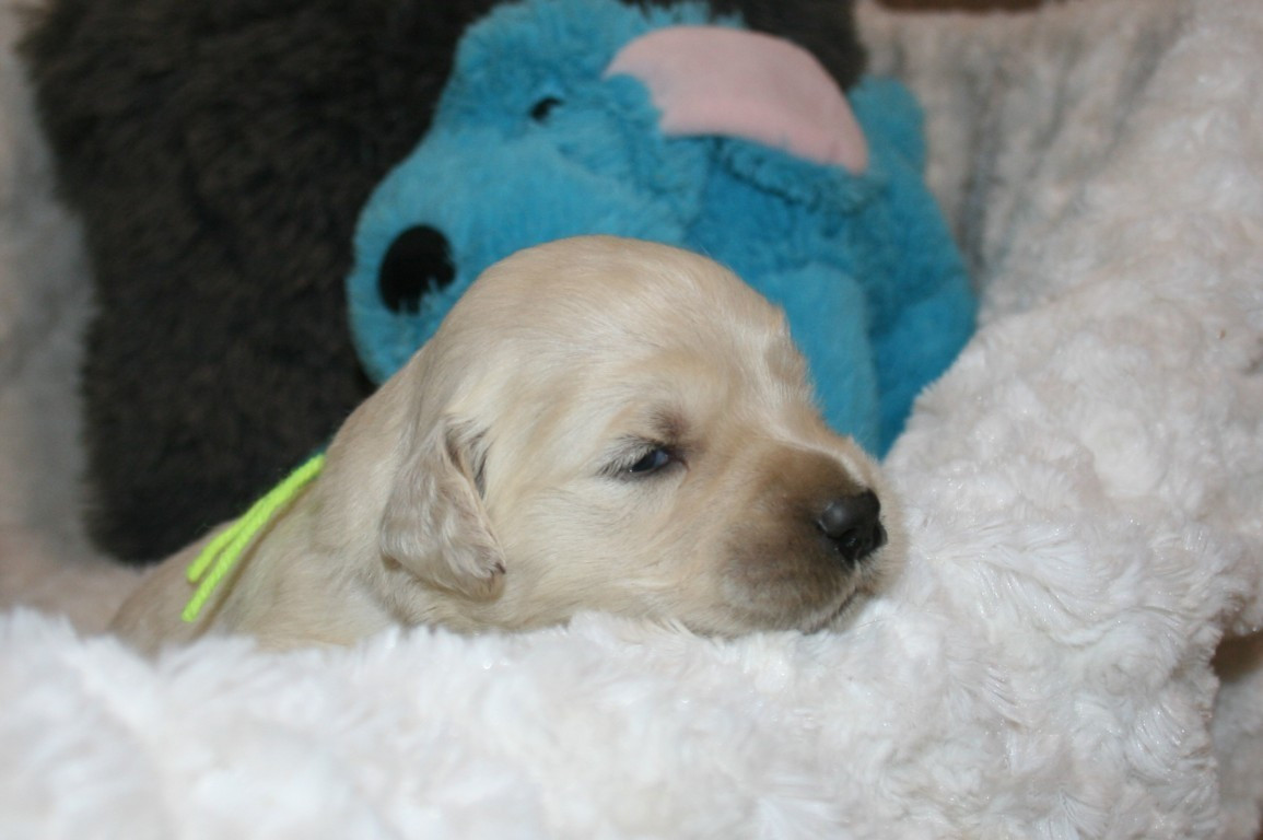 Des Jardins De Vesco - Chiots disponibles - Golden Retriever