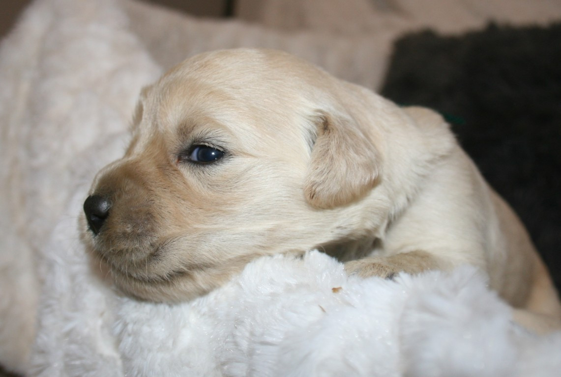 Des Jardins De Vesco - Chiots disponibles - Golden Retriever