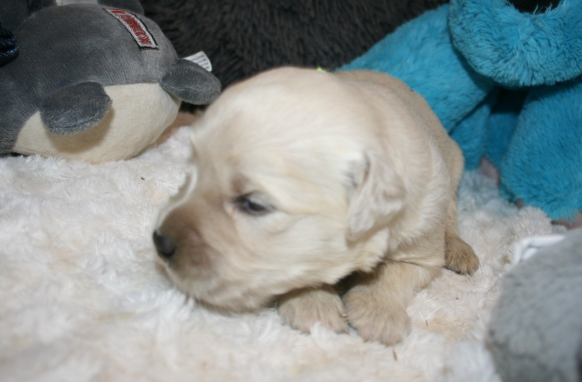Des Jardins De Vesco - Chiots disponibles - Golden Retriever