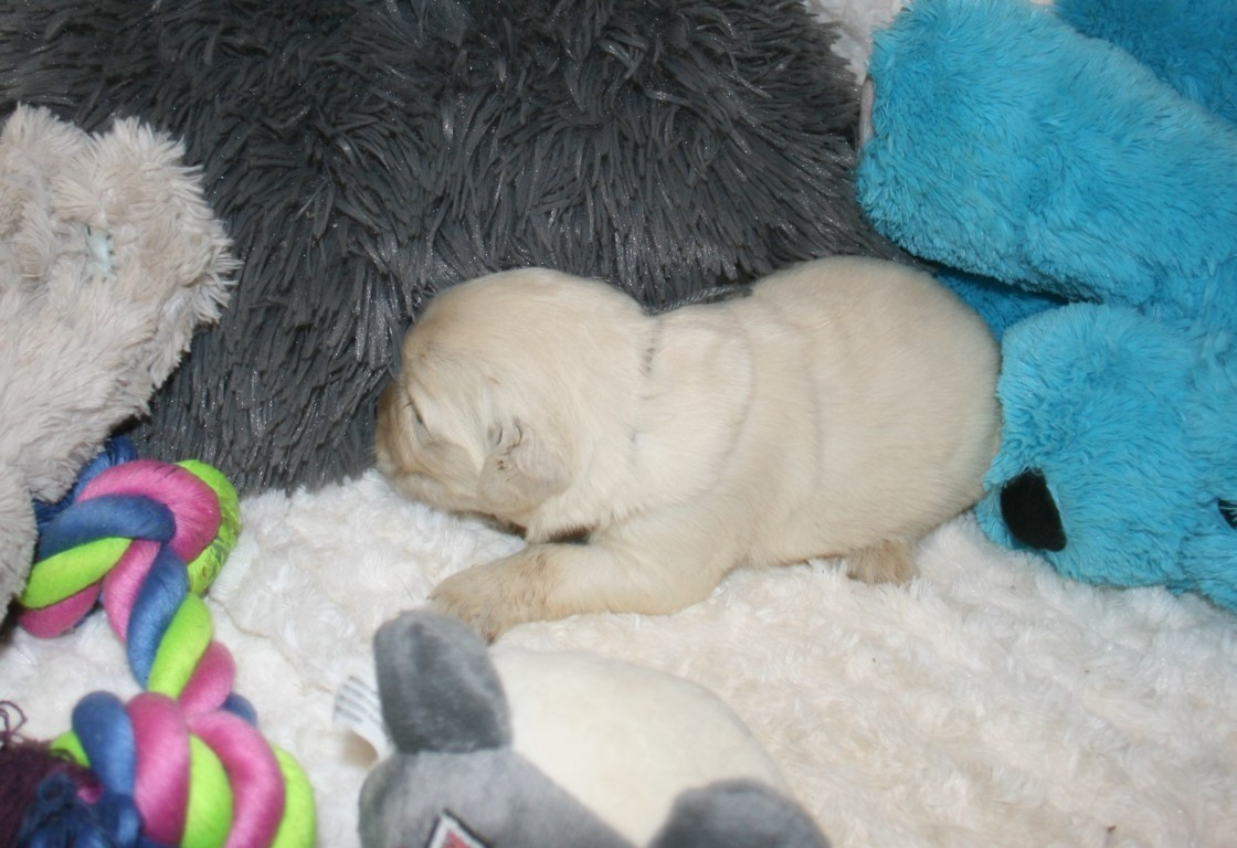 Des Jardins De Vesco - Chiots disponibles - Golden Retriever