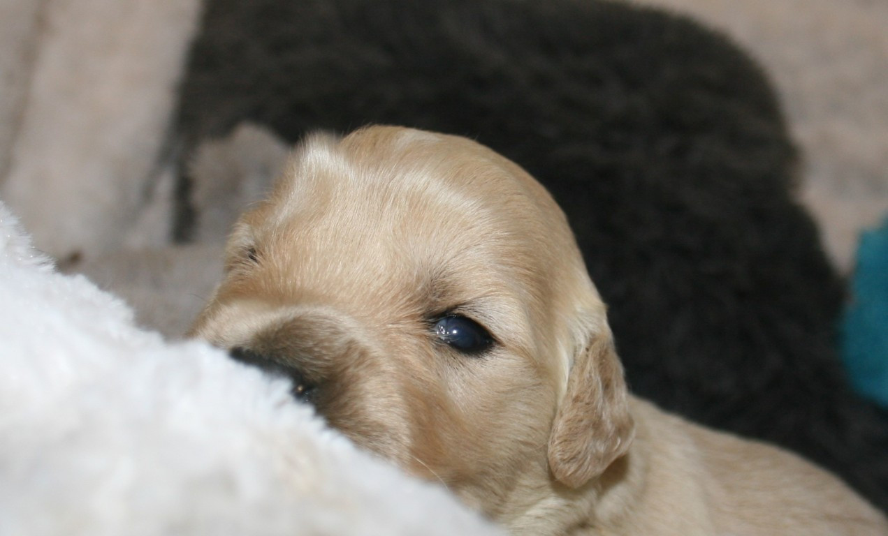 Des Jardins De Vesco - Chiots disponibles - Golden Retriever