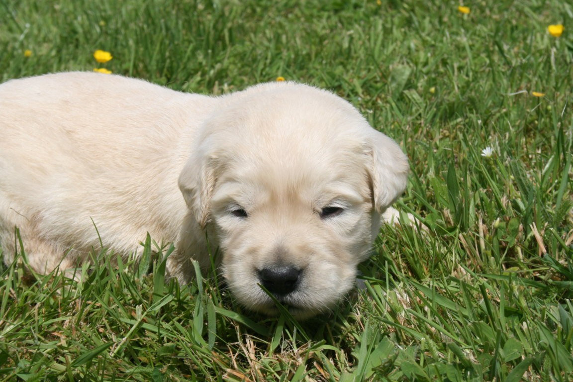 Des Jardins De Vesco - Chiots disponibles - Golden Retriever