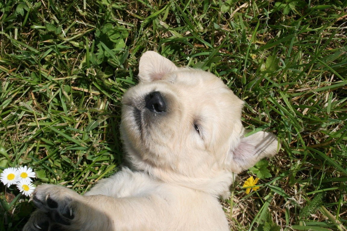 Chiot Golden Retriever Des Jardins De Vesco