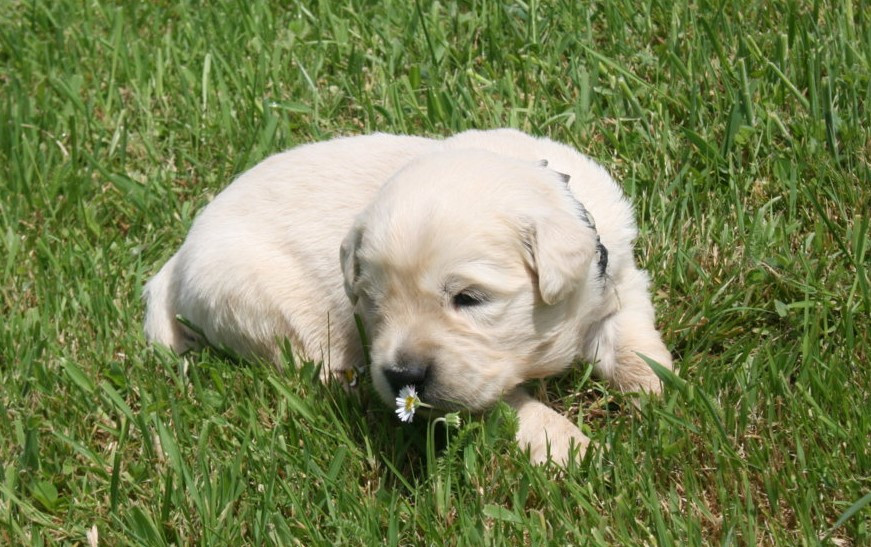 Chiot Golden Retriever Des Jardins De Vesco