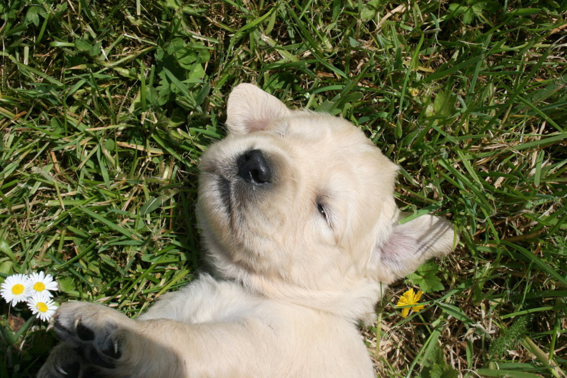 Des Jardins De Vesco - Chiots disponibles - Golden Retriever