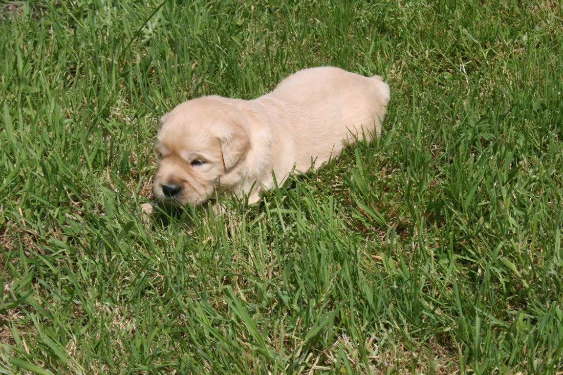 Des Jardins De Vesco - Chiots disponibles - Golden Retriever