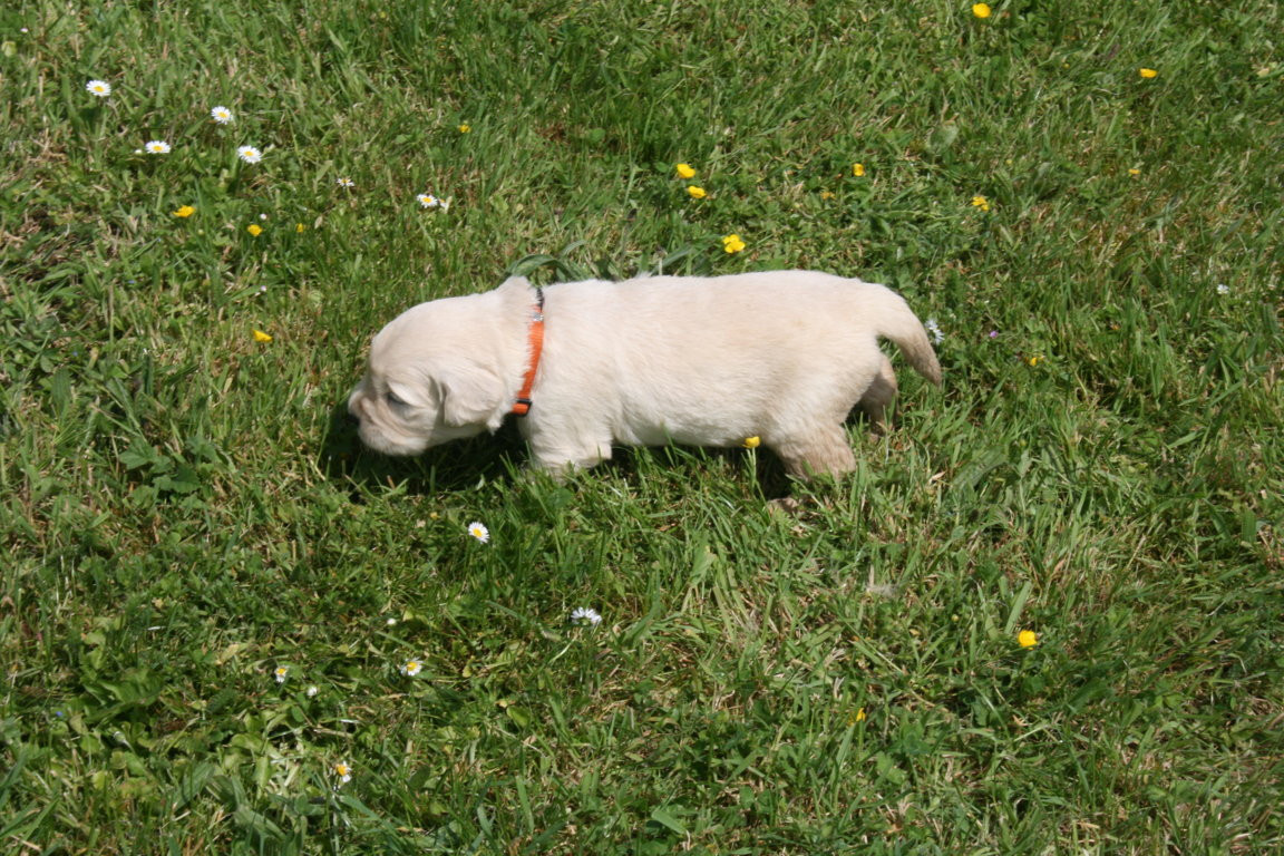 Des Jardins De Vesco - Chiots disponibles - Golden Retriever