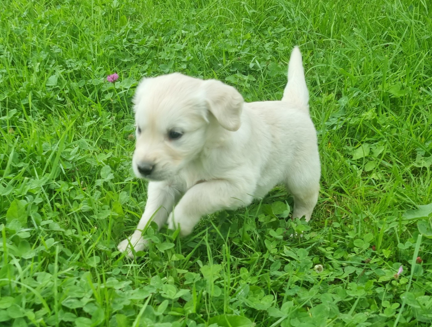 Des Jardins De Vesco - Chiots disponibles - Golden Retriever