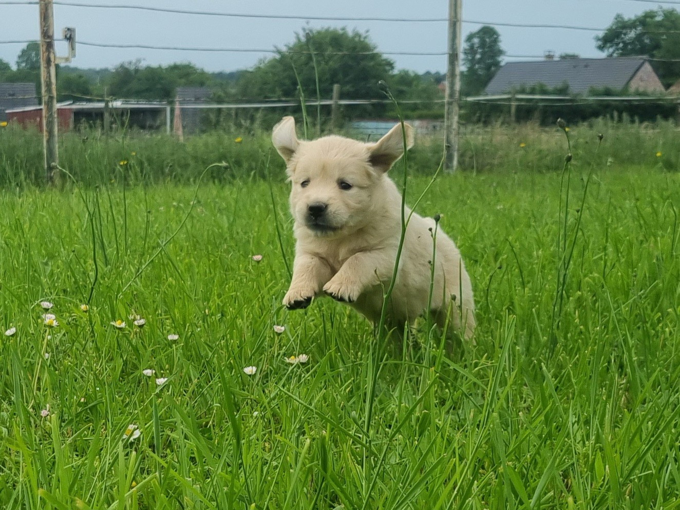 Chiot Golden Retriever Des Jardins De Vesco