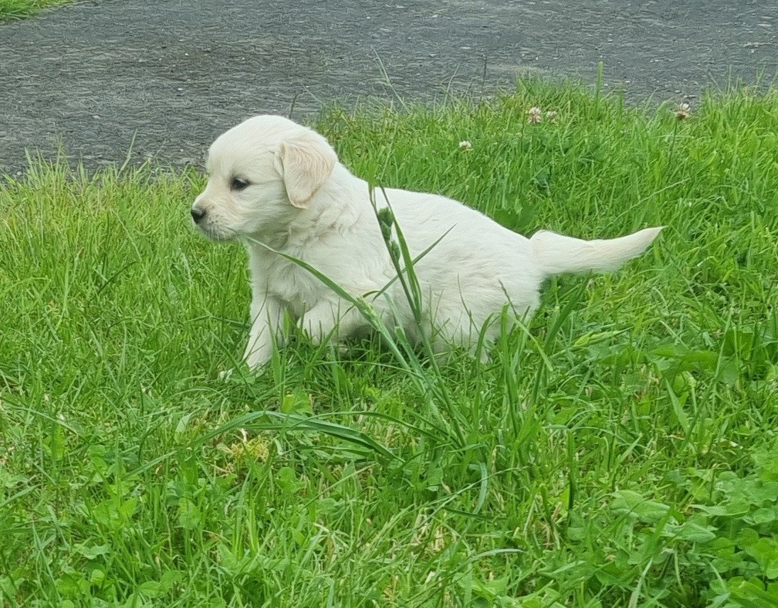 Chiot Golden Retriever Des Jardins De Vesco