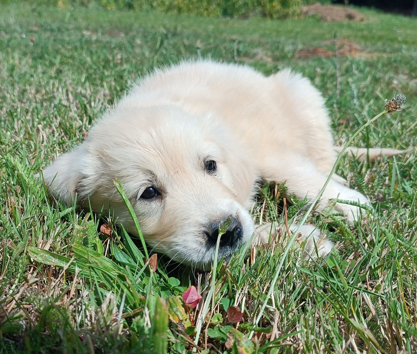 Des Jardins De Vesco - Chiots disponibles - Golden Retriever