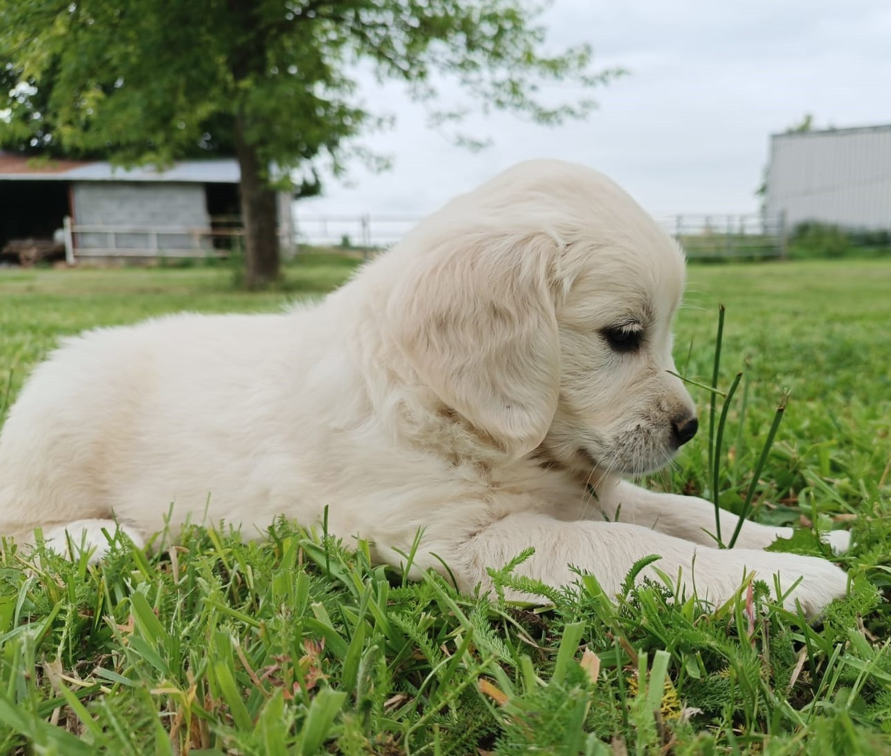 Des Jardins De Vesco - Chiots disponibles - Golden Retriever